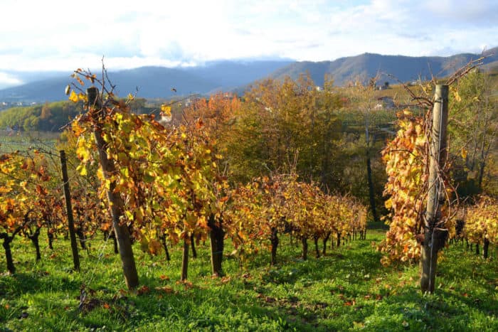 Valdobbiadene Autunno